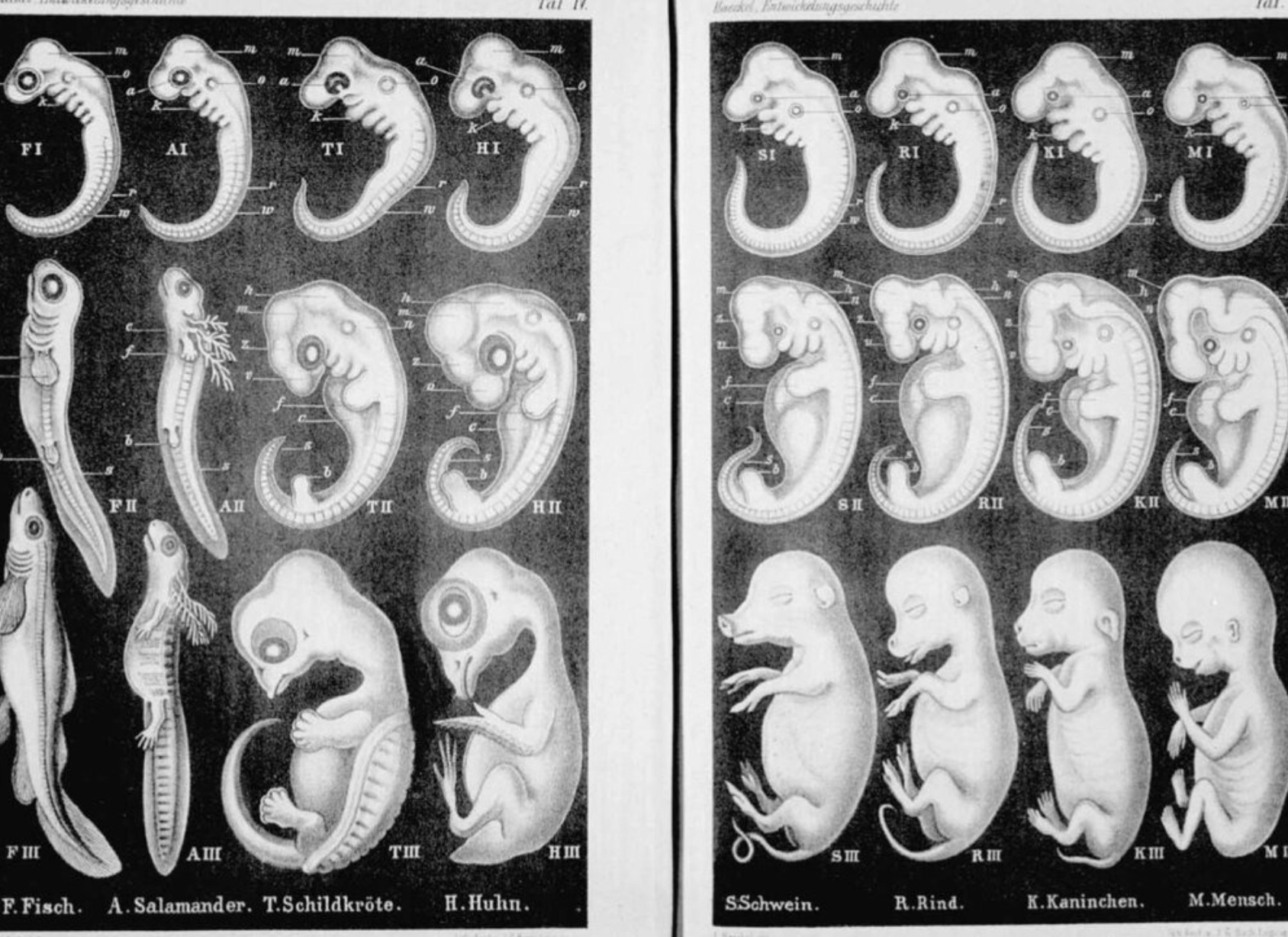 Развитие зародыша и плода человека. Геккель рисунки эмбрионов. Эволюция эмбриона Геккель. Эрнст Геккель эмбрионы. Эмбрионы Геккеля.